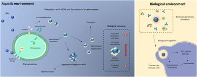 Behavior and Bio-Interactions of Anthropogenic Particles in Marine Environment for a More Realistic Ecological Risk Assessment